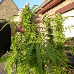 Saison 2017 Early Skunk Régular out en pot - 12/10/17