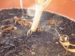 Saison 2017 Early Skunk Régular out en pot - 20/10/17