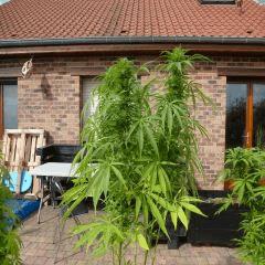 Saison 2017 Early Skunk Régular out en pot - 02/10/17