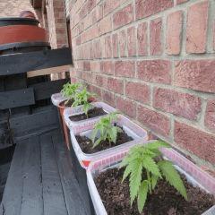 Saison 2017 Early Skunk Régular out en pot - 03/05/17
