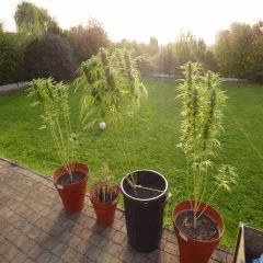 Saison 2017 Early Skunk Régular out en pot - 16/10/17