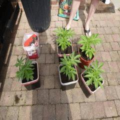 Saison 2017 Early Skunk Régular out en pot - 21/05/17