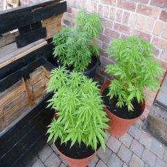 Saison 2017 Early Skunk Régular out en pot - 20/06/17