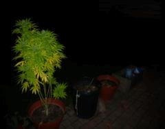 Saison 2017 Early Skunk Régular out en pot - 24/10/17