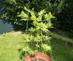Early Skunk "Lucy".