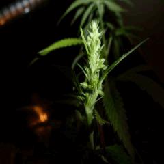 Saison 2017 Early Skunk Régular out en pot - 28/08/17