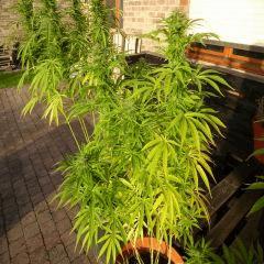 Saison 2017 Early Skunk Régular out en pot - 12/10/17