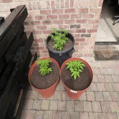 Saison 2017 Early Skunk Régular out en pot - 21/05/17