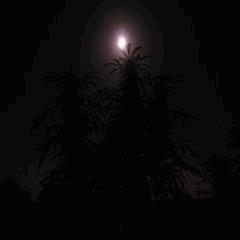 Clair de lune.