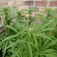 Saison 2017 Early Skunk Régular out en pot - 19/09/17