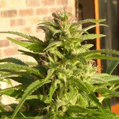 Saison 2017 Early Skunk Régular out en pot - 12/10/17