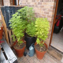 Saison 2017 Early Skunk Régular out en pot - 04/08/17