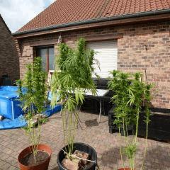 Saison 2017 Early Skunk Régular out en pot - 02/10/17