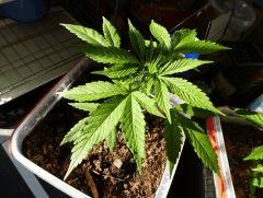 C 44 Lucy Early Skunk en pot.