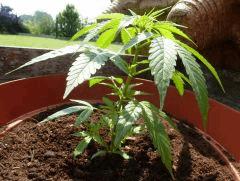 Early Skunk Mary C+50