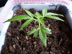 Mary C+31 Early Skunk