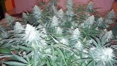 critical 12/12 +41