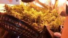 critical 12/12 +41