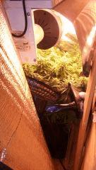 critical 12/12 +41