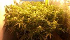 critical 2.0 cro+30 ; flo(12/12)+26