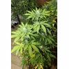 IMG 3780 grap