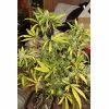 IMG 3811 OG