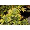 IMG 3809 blue2