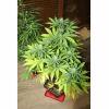 IMG 3775 bluecheese