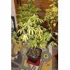 IMG 3800 grap