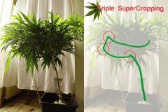 triple supercropping , cloud weed