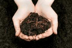 vermicomposting72