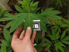 Indica as fuck