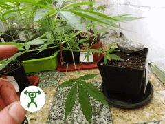musculation cannabique / super thai skunk