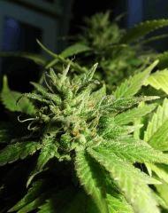 Kandy Kush#II  11/2016
