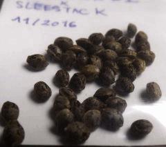 sleestack seeds 11/2016