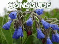 Symphytum caucasicum / consoude du caucase