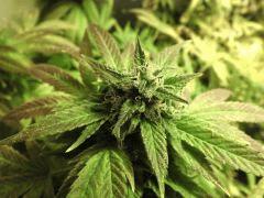 Kandy Kush 26/11