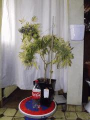 Kandy Kush #II Terra Preta