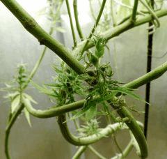 sleestack seeds