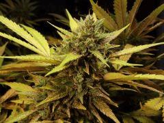 super thai skunk #I