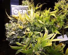 Kandy Kush #II Terra Preta