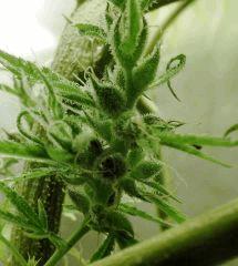 sleestack seeds 11/2016