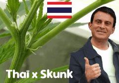 thai x skunk premiers pistils  début juillet