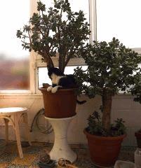 crasulas cro+20 ans , ( cats bonus )