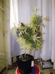 Kandy Kush #II Terra Preta
