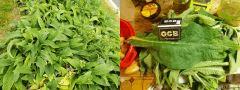 I love comfrey !!