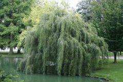 saule pleureur