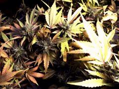 super thai skunk #I