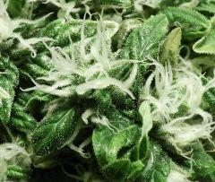 Kandy Kush clone 2