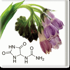 consoude - Allantoin